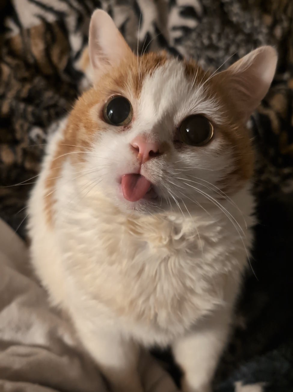 He needs to lay off the catnip