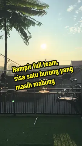 Sambil pengondisian murai