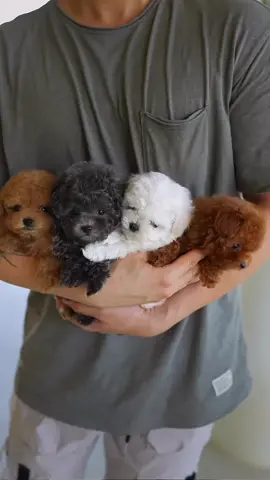 Cute Teacup Puppies are ready for looking for their forever homes this Christmas 🎄 🎄 #poodle #teacuppuppies #puppiesoftiktok #poodlesoftiktok #viral 