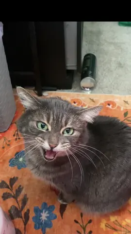 Judith begs for a lick of coconut oil #judiththecat #funnypet #loudmeow #cutekitty #PetsOfTikTok 