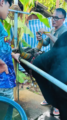 #พร้อมที่สุด #ดุกด้างองค์ชายเล็ก2499 #แรมโบ้ #สนามกีฬาชนโคสิงหนคร #ช่างชัยต่อเขาวัว 