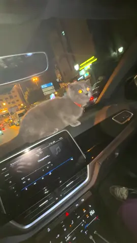 #maroco🇲🇦algeria🇩🇿tunisia🇹🇳 #katar🇶🇦 #maroc🇲🇦 #houlanda🇳🇱_rotterdam #ispania🇪🇸 