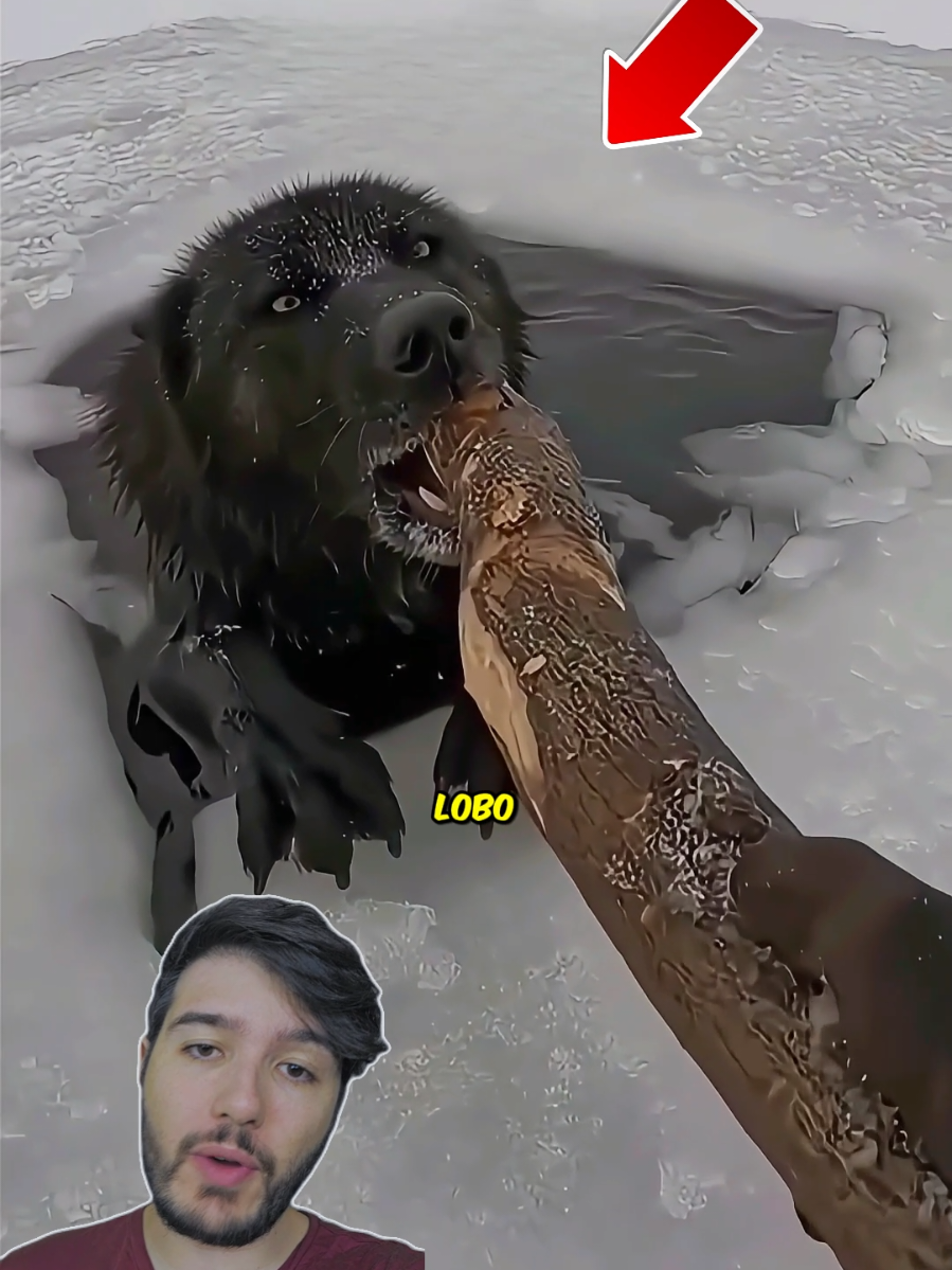 O Lobo Quase Virou PICOLÉ de Natal! 🐺