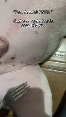 Tá garantido 😅😂 @Locky | American bully 🐾 