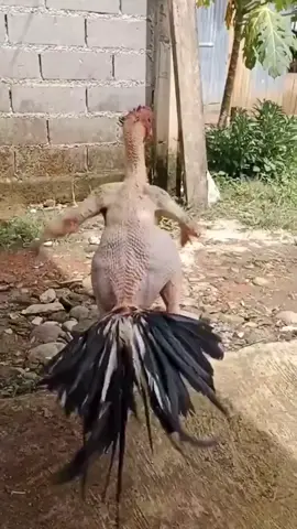 Xả ớt đã đủ chỉ việc chờ giờ 🤣🤣🤣