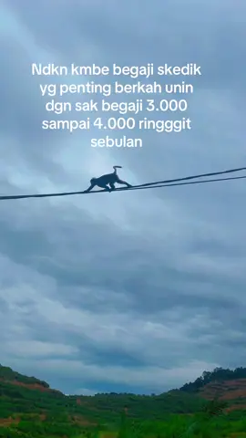 #story #anakrantau #malaysia #kelapasawit aok bae aok