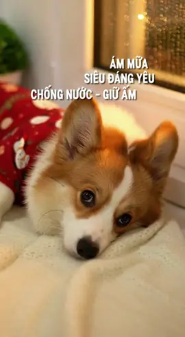 Áo noel siêu đáng yêu cho cún cưng