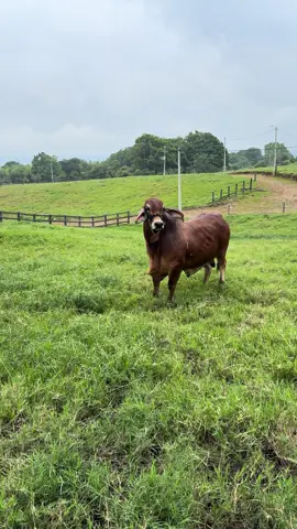 #GanaderiaP4 #brahman #brahmanrojo #ganaderia #toro 