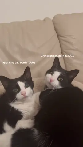 There’s an 18-year age difference between these two: a 20-year-old grandma cat and a 2-year-old grandson cat 💞  #cutecat #foryoupage #cat #catlover #cattok 