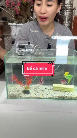 Bể cá mini đang trợ giá rẻ #xuhuong #tiktok #beca 