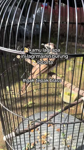 Ndlogok#kicaumania #ropelmania 