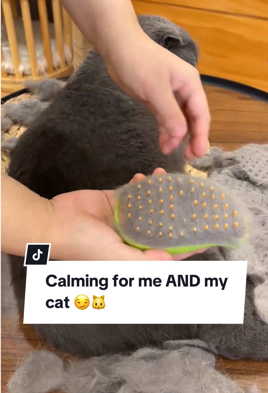 Get this Misty Brush today to groom your cat with ease 🐱✨