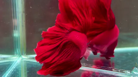 SP Super Red Rose Tail 🔥🔥🔥. Như một bức tranh #betta#fish #xuhuong #viraltiktok 