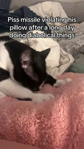 He’s pro union btw 🤞🏻 #biscuits #tuxedocat #meow