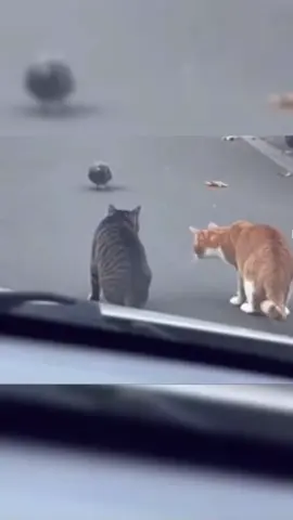 giật cả mèo 😁😁#fyp #funny #xuhuong #viral #haihuoc 