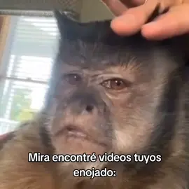 monos enojados #goodvibess_xd #viral #monkey 
