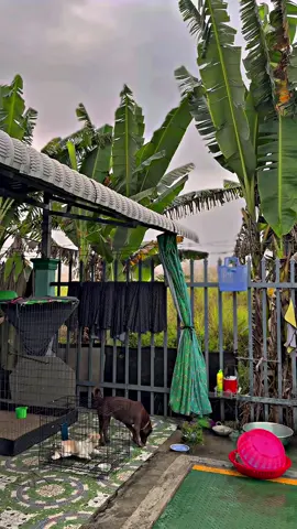 Buổii sángg vuii vẽ ngắmm 🐓 chill, emm ơiii…😊📌🐓🌾#Sumgàđiều✅🐓🌾 #gàđáđồngtháp #gàbông #gàchiến #xuhuongtiktok 