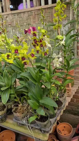 anggrek dendrobium  #anggrek #anggrekdendro #kalibondolgarden 