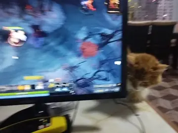 #mandarino #mandarinismo #mandarinovibra 