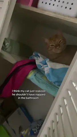 He chose to sleep next to the toilet 🤷🏼‍♀️ #fyp #viral #cats 