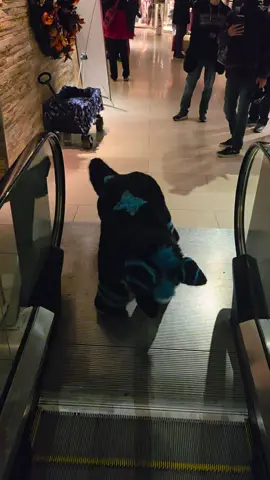 Riding the escalator at #mff! #dog #furry #plushies #cute 