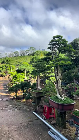 khu vườn lá kim nhỏ liệu có làm bạn xao xuyến ##bonsaivietnam🇻🇳 #bonsaitips #câycảnh #bonsaitree #duyêntung 