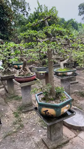 Mời các bác thưởng thức hoàng anh mộc #câycảnhbonsai #duối_bonsai #duoi 