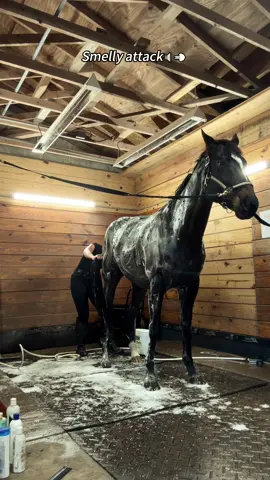 Funny Horse💨💦#foryou #fyp #farm #horse #funnyanimals 