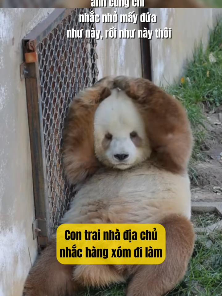 Mấy đứa hiểu í anh chứ  #panda #qizai七仔