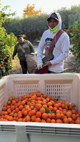 Estos trabajadores hicieron 6 cajas de mandarina@El Cochiloco #work #usa #farm #paratiiiiiiiiiiiiiiiiiiiiiiiiiiiiiii #fyp 
