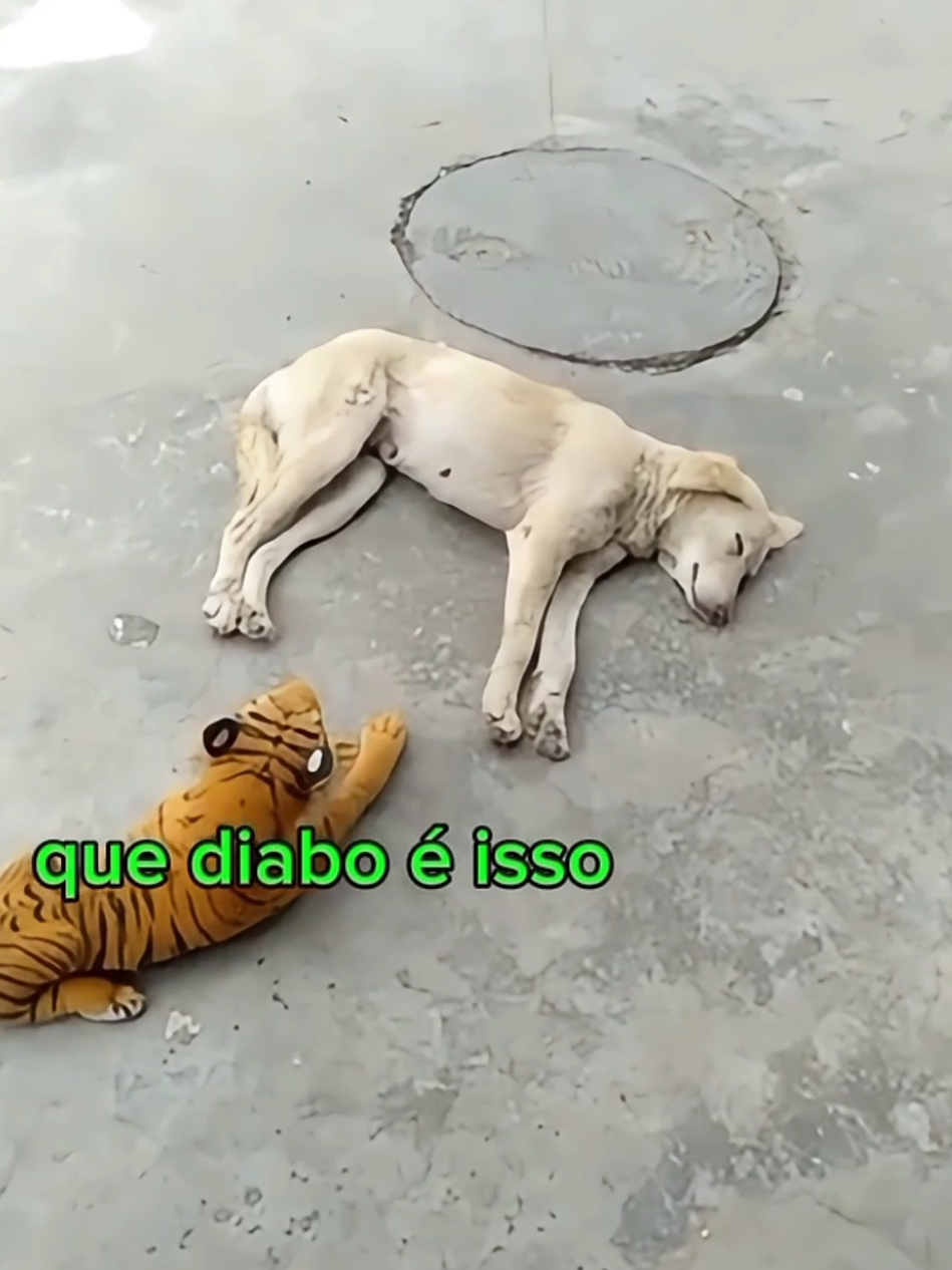 eu conheço esse cachorro 