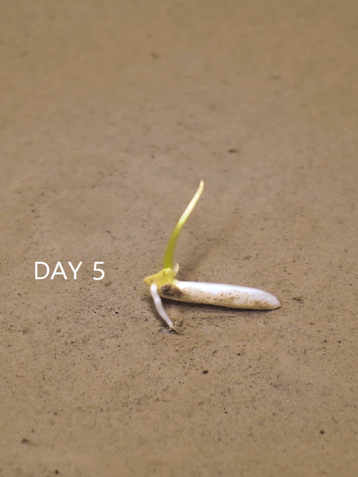 Growing Rice timelapse #amazingtube #plants #rice #growingrice 