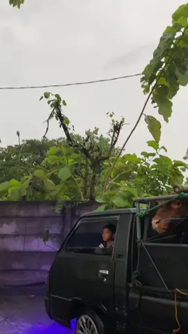 #elsapek #sapi #sapisuper #jagalsapi #peternaksapiindonesia 