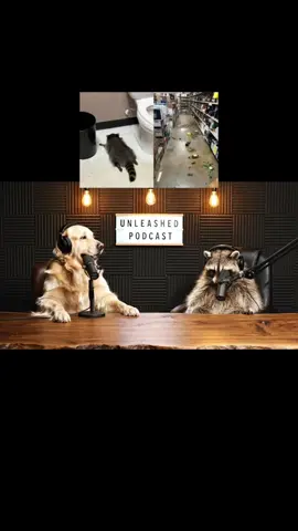 Part 2  #raccoon #virginia #news #ustiktok #flashvam 