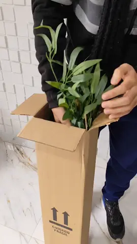 Planta bambu artificial #planta #plantabambu #bambu #artificial #shopee 