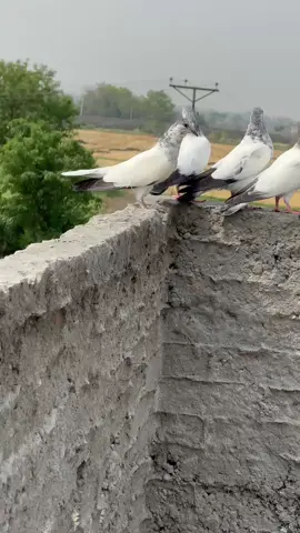 talk for you page❤️