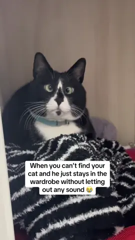 Clumsy cat so cute #cat #cute #foryou 