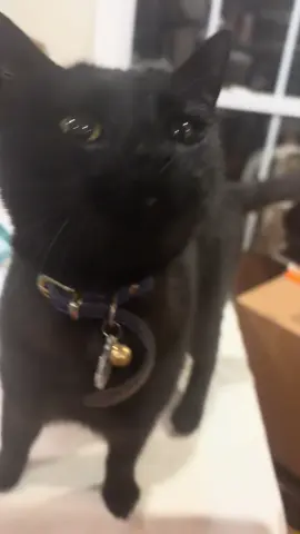 Willow is so cute 🥹 #blackcat #willowthecat #cat #fyp #goviral 