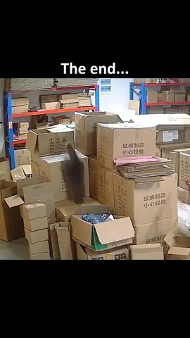 Cartoon plot in real life #cat #cute #fun #catlover #fyp 