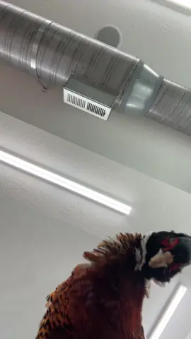 I’ve got a lovely bunch of coconuts 🌴  🥥 We are nutty for pheasants around here!Reach out to us and book your 2026 hunt! #a1als #pheasant #coconut #upland #southdakota 