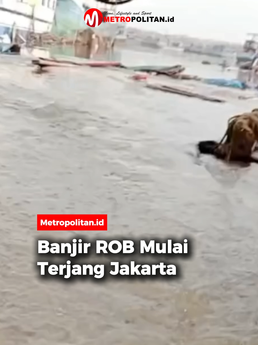 Banjir rob yang dipicu air pasang dan hujan deras kembali merendam sejumlah titik di Jakarta Utara dan Jakarta Barat. Akses menuju kawasan wisata Ancol terpaksa ditutup setelah area Marina tergenang hingga sekitar 20–30 cm, membuat kendaraan tidak dapat melintas. Genangan juga meluas ke wilayah pemukiman, salah satunya di Grogol Petamburan yang terdampak banjir kiriman dari Kali Aladin.  Meski ketinggian air berkisar 10–30 cm, kondisi tersebut cukup menghambat aktivitas harian warga dan menyebabkan lalu lintas tersendat. BPBD DKI Jakarta mengimbau masyarakat pesisir untuk tetap waspada, mengingat potensi peningkatan banjir rob masih mungkin terjadi dalam beberapa hari ke depan. 🎥: berandaviralmedia/tribunrakyatdotcom #metropolitanid #bacametropolitan #banjirrob #banjirpesisir #pesisirjakarta