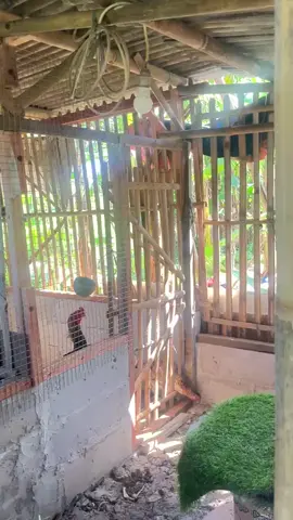 Aktivitas pagi hari #peternakmuda #peternak #ayamshamo #fyp  #story 