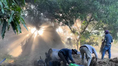 ឃើញ​ទិដ្ឋភាព​បែប​នេះ​នឹក​ដល់​កាលពី​កុមារភាព​ណាស់💚រដូវច្រូតកាត់តាមបែបជនបទក្ដីសុខ🍃🌻#fyp #foryou #សៀមរាប #ទេសចរណ៍ផ្សារភ្ជាប់ទឹកដី #លើកស្ទួយទេសចរណ៍ក្នុងស្រុក