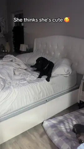 #fyp #dogsoftiktok #dogs #labradorretriever #labrador 