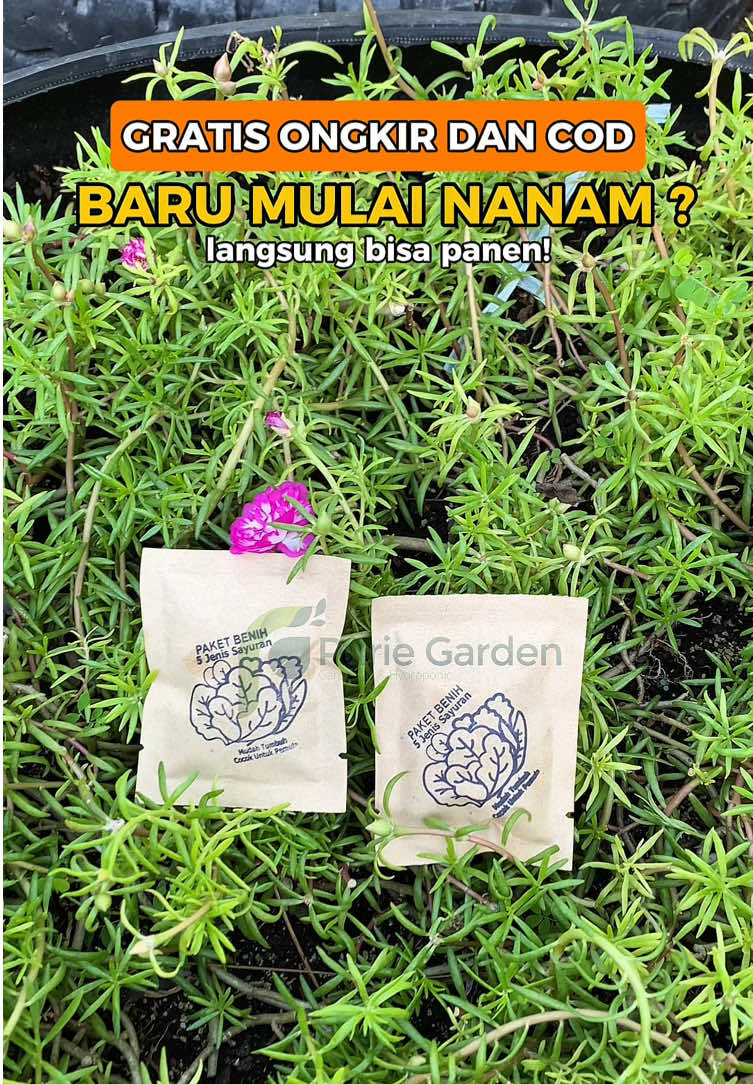 Paket super murah,bibit tetap berkualitas! #paketbenih #paketbibitsayuran #benihsayuran #bibitsayuran #berkebun 