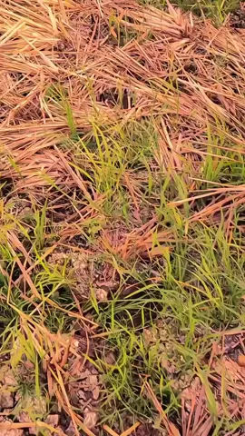 #bugistiktok #bugisfyp #fyp 