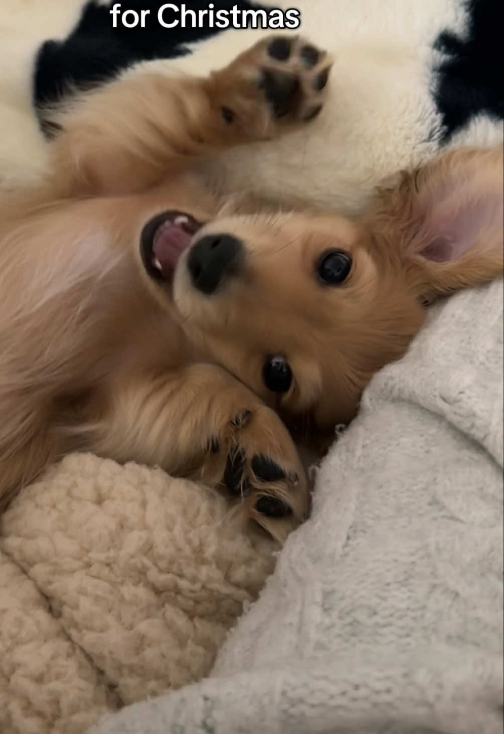 The best Christmas present I could ever ask for 🤍🐾#dachshund #minidachshund #dachshundpuppy #minidachshundpuppy #creatorsearchinsights 