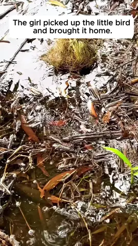 Rescued a little bird . #rescue #bird #animals #animalsofttiktok #fpy 