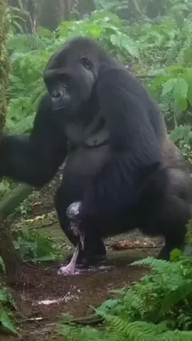 happiness shared around the baby Gorilla  #gorrillatag #babygorilla #cutebabygorilla #gorillaUSA 