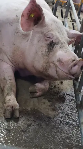 Ngủ giả đò hay sao mà mắt còn giựt giựt kìa 😂#petcute #khoanhkhacdangyeu #heo 